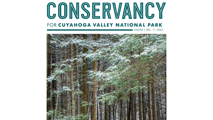 Snow lightly dusts evergreen branches and tall pine trees in a serene winter forest scene at Cuyahoga Valley National Park.