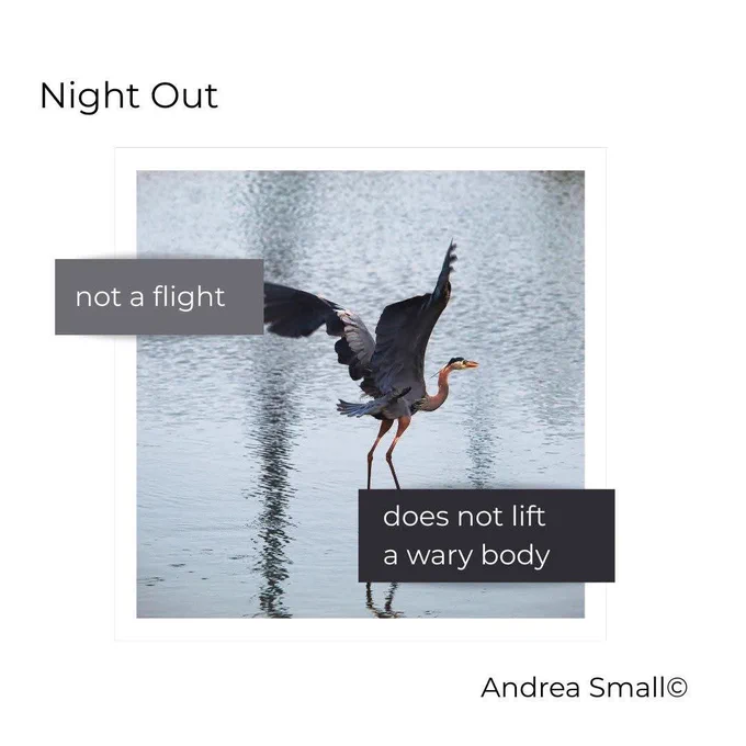 Photograph of a heron taking flight. Text overlayed on photograph reads: not a flight does not life a wary body. Top left text reads Night Out. Bottom right text reads Andrea Small (C)