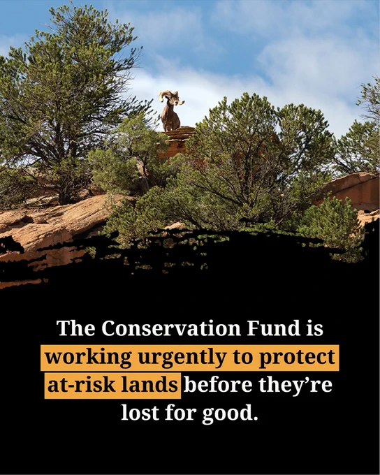 Promotional image for The Conservation Fund showing a bighorn sheep standing atop a rocky outcrop under a clear sky, surrounded by green shrubbery, emphasizing the urgency to protect at-risk lands.