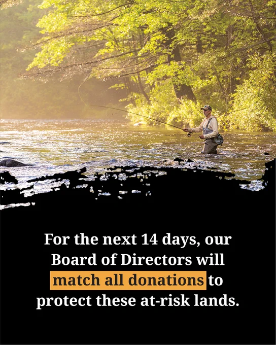 Person fly fishing in a river with sunlight filtering through trees, accompanied by text stating 'For the next 14 days, our Board of Directors will match all donations.'