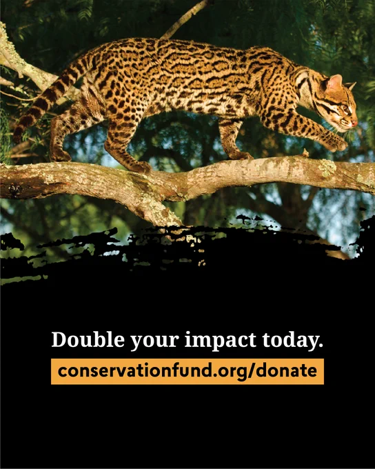 An ocelot walking on a tree branch with the message 'Double your impact today. conservationfund.org/donate' displayed below.