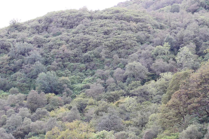 Rhododendron growing thickly on a wooded hillside