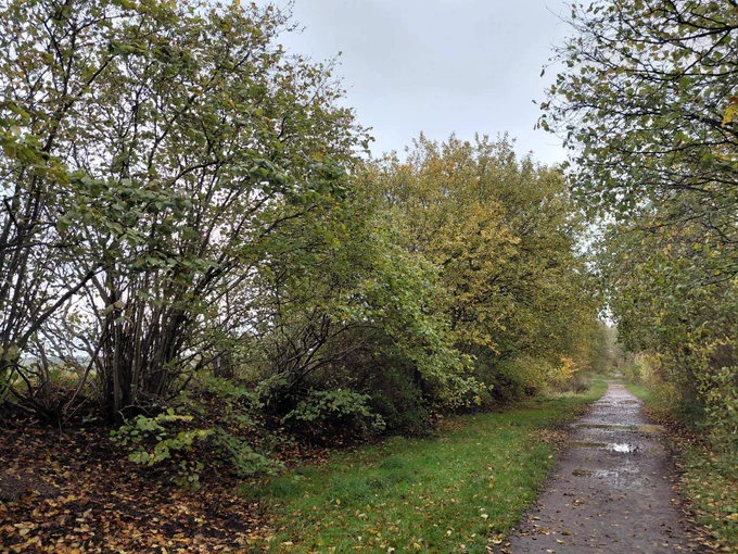 A serene pathway lined with various deciduous trees sporting early autumn foliage; fallen leaves scatter the wet trail, enhancing the natural ambiance.