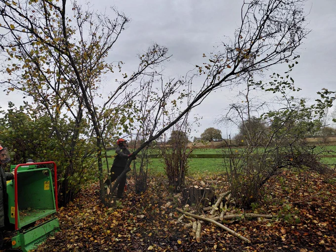 A person operating a wood chipper in a rural setting, trimming branches from a tree near the machine.