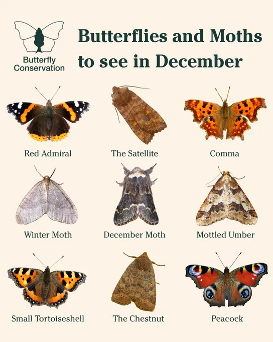 Butterfly Conservation's butterflies and moths to see in December: Red Admiral, The Satellite, Comma, Winter moth, December moth, Mottled Umber, Small Tortoiseshell, The Chestnut, Peacock