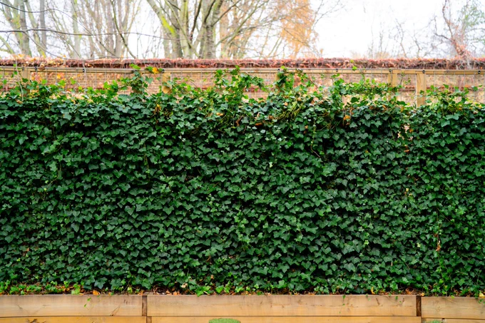 A screen of foliage