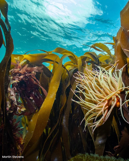 A beautiful underwater scene with large throngs of kelp seaweed floating under the ocean's surface. A snakelocks anemone is in the foreground and a deep turquoise blue sea is in the background. Photograph credit: Martin Stevens