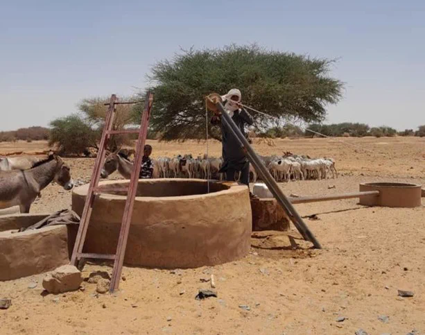 Tuareg man getting water from a well with a herd of goats in the shade of a tree behind him.