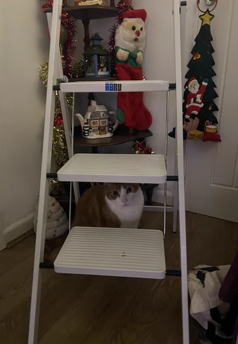 Frank is sat under a white stepladder. He is looking out from his spot menacingly