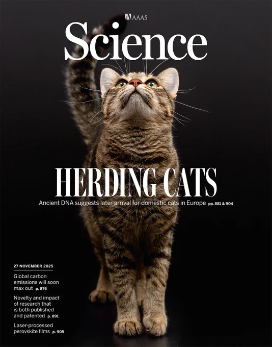 description from the science magazine website: A shorthair domestic cat gazes upward. Domestic cats are nowadays globally distributed, yet analysis of the DNA from ancient remains in Europe and Anatolia suggests that their dispersal by humans started only around 2000 years ago, during the Roman era, probably from North Africa.