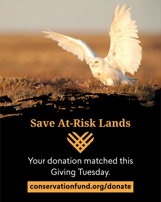 A snowy owl with outstretched wings lands on a grassy field at sunset. Text overlay reads "Save At-Risk Lands" and mentions a donation matching opportunity by Conservation Fund for Giving Tuesday. Website link provided for donations.