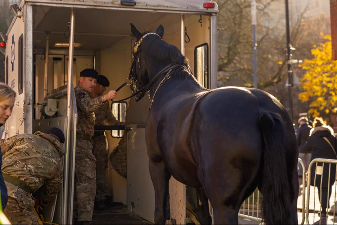 Soldiers encourage a large black horse into a horse box with some tempting hay