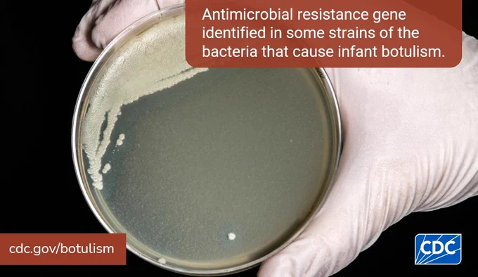 Image shows a hand holding an agar plate with isolated Clostridium botulinum