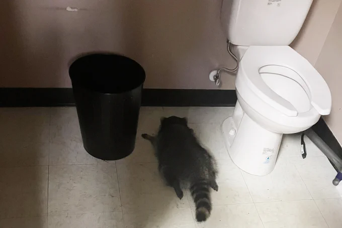 An unconscious raccoon between a toilet and trash can inside a Virginia ABC store in Ashland, Virginia.