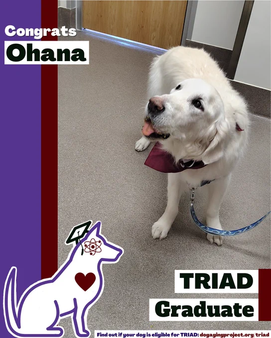 A decorative image of a white dog wearing a maroon TRIAD Graduate bandana that reads, "Congrats Ohana, TRIAD Graduate." Find out if your dog is eligible for TRIAD: dogagingproject.org/triad