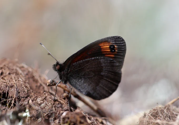 Zapater's Ringlet (Erebia zapateri) © Jon Dunn