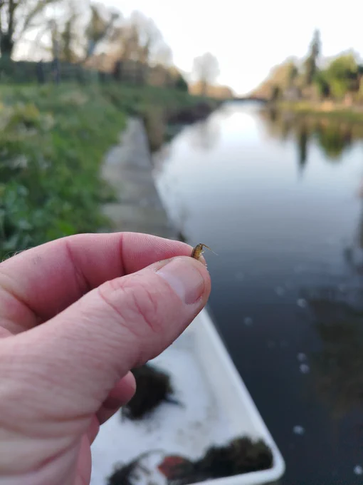 Dikerogammarus haemobaphes recorded on the canal in Co. Kildare