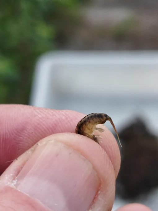 Demon shrimp Dikerogammarus haemobaphes recorded in canal in Co Kildare 