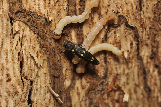 GSOB adult and larvae by Stacy Hishinuma, USDA - US Forest Service