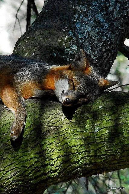 Hypnotic writing fox in our tree says...You will write today! Write! Note to self. ...Keep Writing. ~ Write until you can't be ignored, till you find your writing voice.  - Wrtr ... photo of sleeping fox in tree.