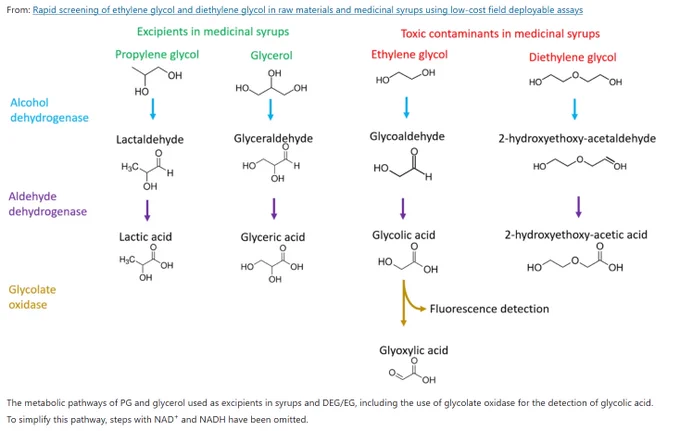 This flow chart demonstrates how metabolic pathways of PG and glycerol are used as excipients in syrups and DEG/EG, including the use of glycolate oxidase for the detection of glycolic acid. To simplify this pathway, steps with NAD  and NADH have been omitted.