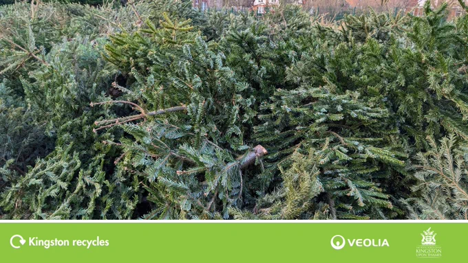 pile of trees