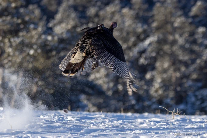 A wild turkey fitted with a backpack-style GPS transmitter flies off into the snow