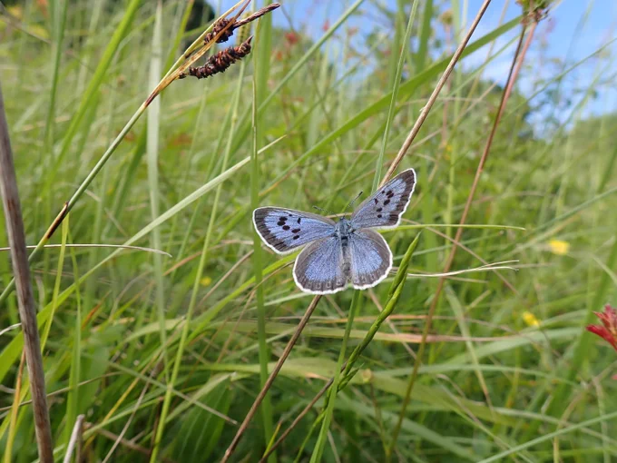 Large blue butterfly with black spots resting on a thin grass stem in a green meadow under clear sky.

Photo (c) Sarah Meredith