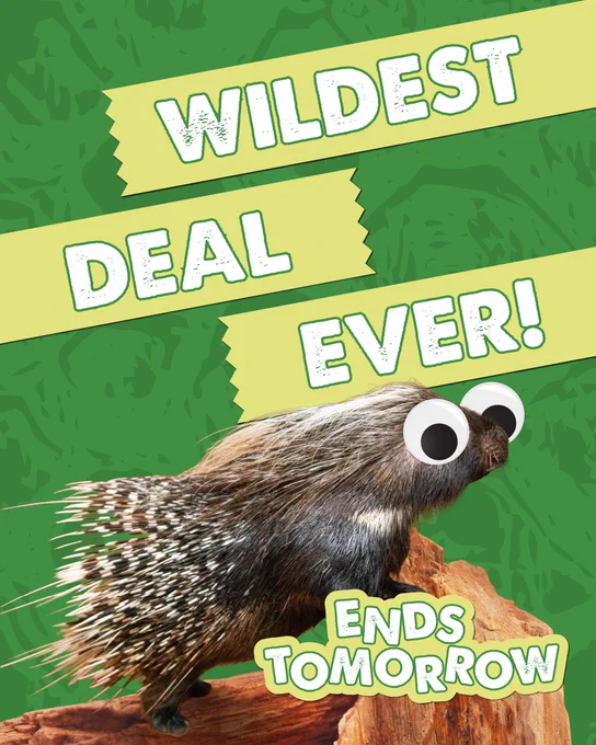 Graphic design with text 'Wildest Deal Ever! Ends Tomorrow' with an image of an African crested porcupine with googly eyes on it.