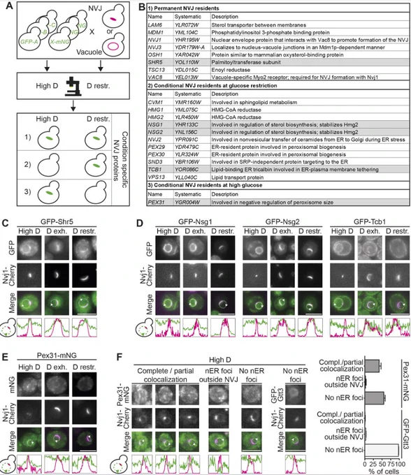 Figure showing the microscopy screen that was performed and which identified Pex31, Nsg1, Nsg2, Shr5 and Tcb1 as residents of the NVJ.