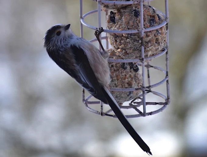 Long-tailed tit on a feeder containing suet balls
