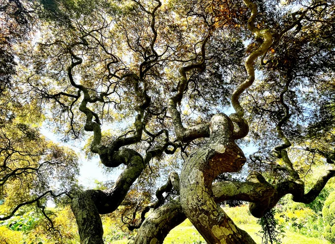 Photograph of winding tree branches. By Lance Grandahl, available under a Free Unsplash License: https://bit.ly/4813Jqo.