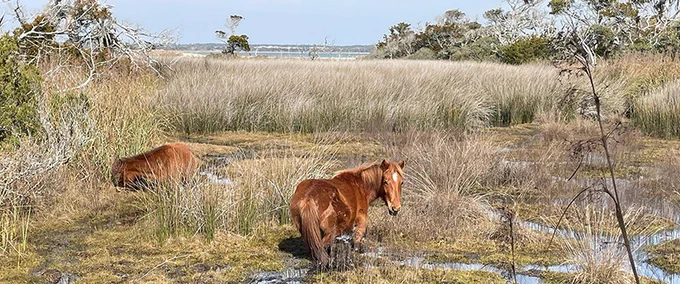 Wild horses grazing in the grasslands, with sparse trees and a distant view of the water