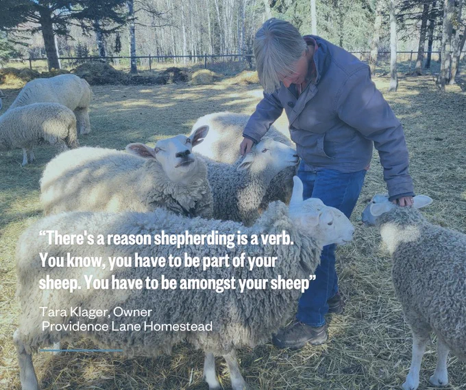 Woman wearing a grey jacket and blue jeans smiles while petting white, fluffy sheep, one of whom is looking right at the camera