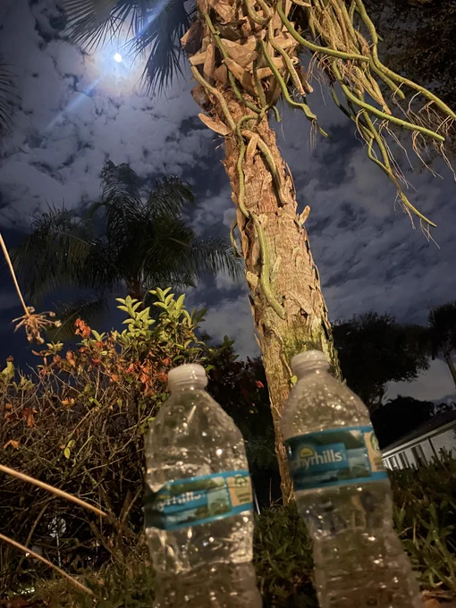 2 bottles of spring water under the full moon by a palm tree nov 5 2025