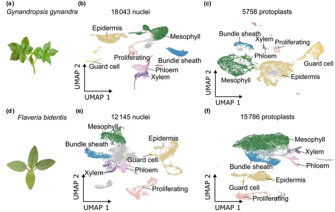 Fig. 1 Single-nucleus and single-protoplast RNA sequencing from leaves of Gynandropsis gynandra and Flaveria bidentis.