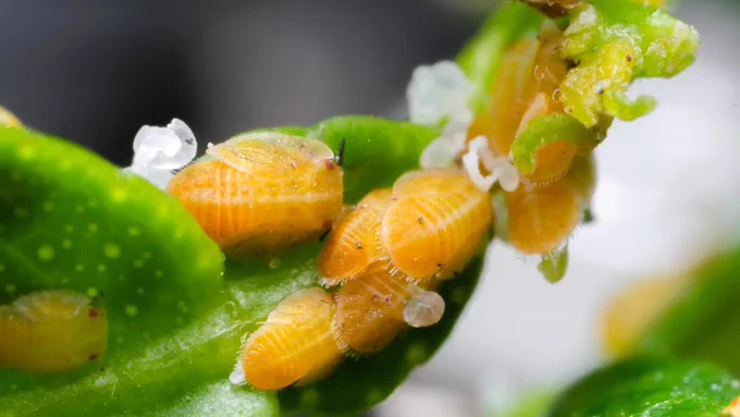 A newly identified tubular organelle inside Profftella reveals unexpected complexity in a bacterium tied to the citrus-destroying psyllid. The finding could lead to novel biological insights and innovative pest-control approaches. Credit: Shutterstock
