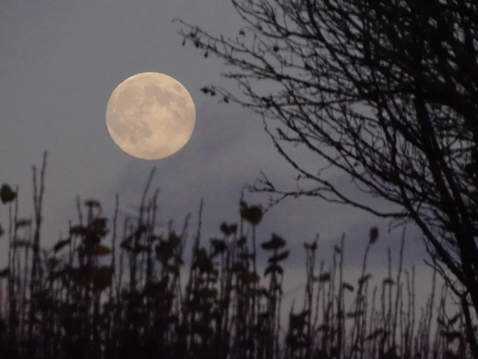 The full moon behind a silhouetted tree and hedge
