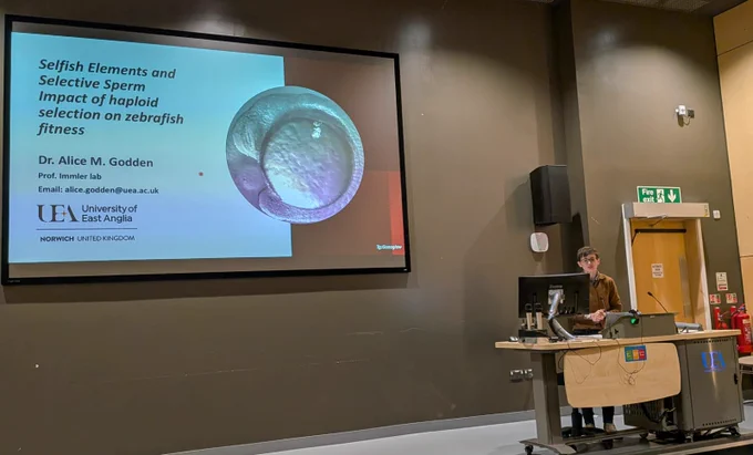 A person stands at a lectern in a university lecture hall giving a presentation. On the large screen is a slide titled “Selfish Elements and Selective Sperm: Impact of haploid selection on zebrafish fitness” by Dr. Alice M. Godden from the University of East Anglia. A microscope image of a zebrafish embryo appears on the slide.
