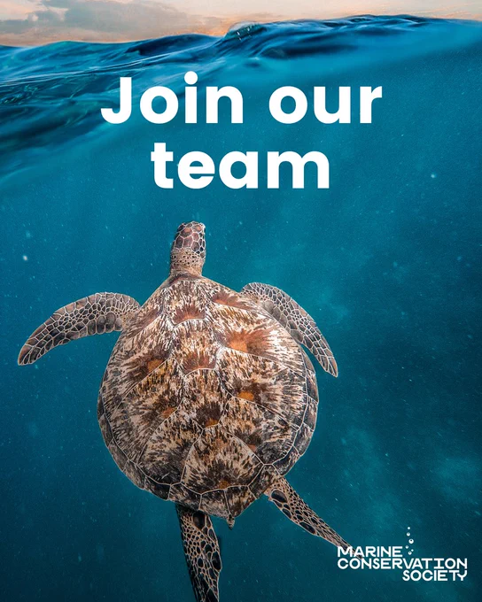 An attractive image of a turtle underwater swimming towards the surface with some of the waves showing at the top. The Marine Conservation Society logo is featured in the bottom right and the words, "Join our team" are written in bold across the top of the image. 