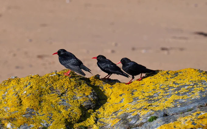 3 red-billed chough standing on coastal rocks, showing their red bill and legs, sand behind.
