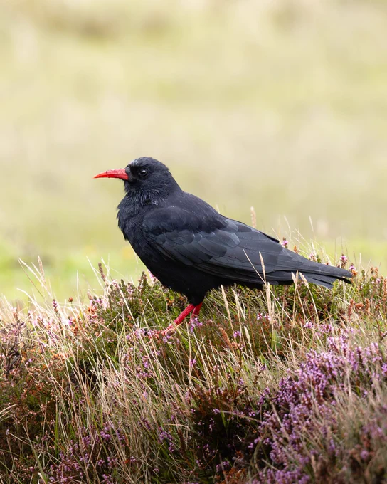 A red-billed chough standing in Heather showing its red bill and legs, turf behind.