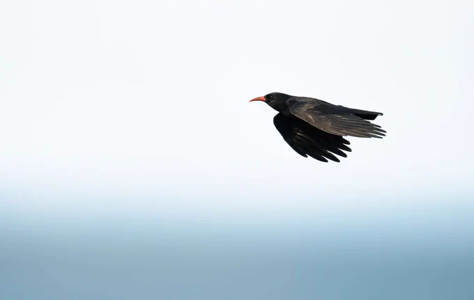 A red-billed chough in flight, showing its red bill , plae blue sky behind.