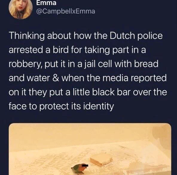 "thinking about how the Dutch police arrrested a bird for taking part in a robbery, put it in a jail cell with bread and water, and when the media reported on it they put a little black bar over the face to protect its identity"