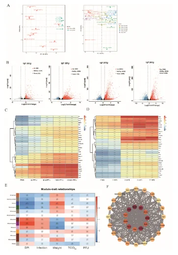Pathogenesis dynamics and transcriptomic changes during influenza infection in mice.