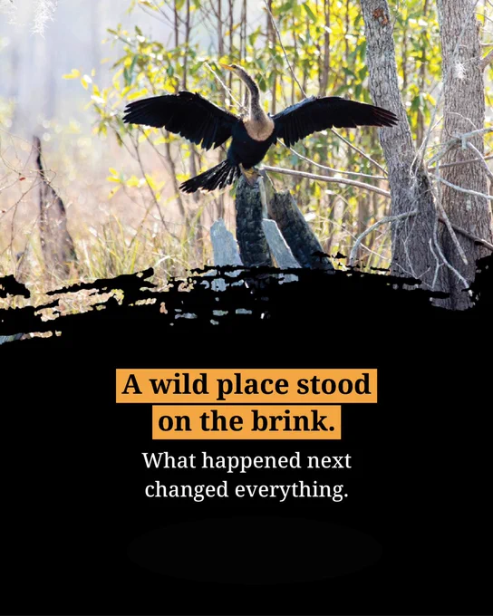 Promotional image featuring a bird with outstretched wings landing near a tree, overlaid with text that reads: 'A wild place stood on the brink. What happened next changed everything.'