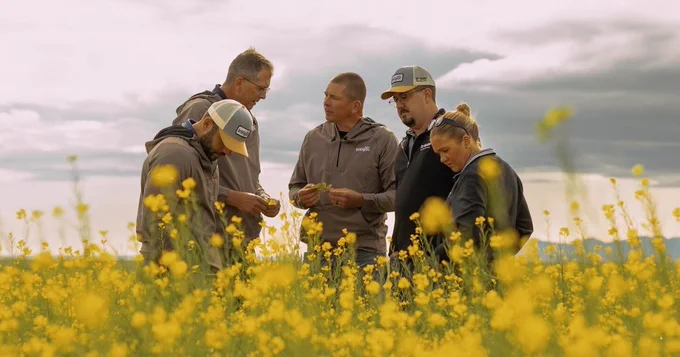 Four adults, wearing caps with visible logos of Bayer, inspect plants in a vibrant yellow flower field under a cloudy sky.