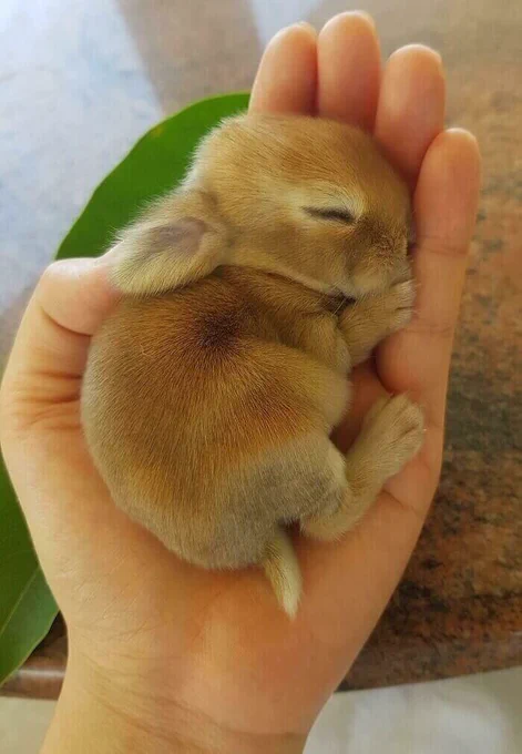 a sleeping baby bunny
