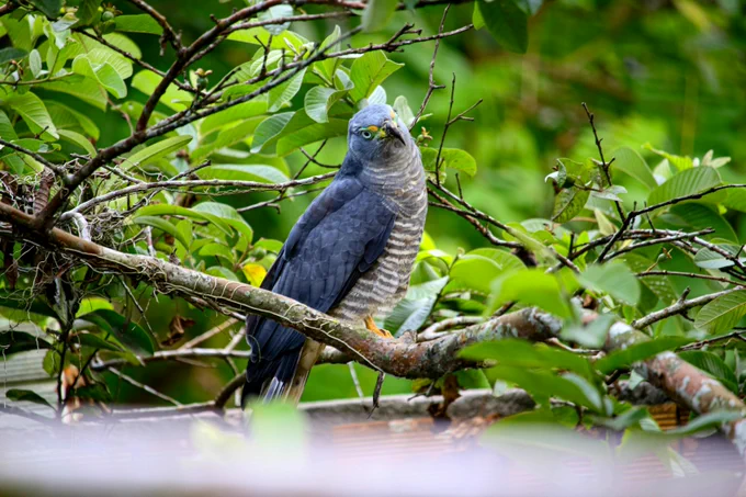 An owl sits on a tree branch in the rainforest.