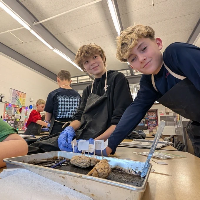dissection 